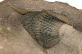 Enrolled Zlichovaspis Trilobite - Lghaft, Morocco #354427-4